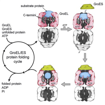 Protein folding